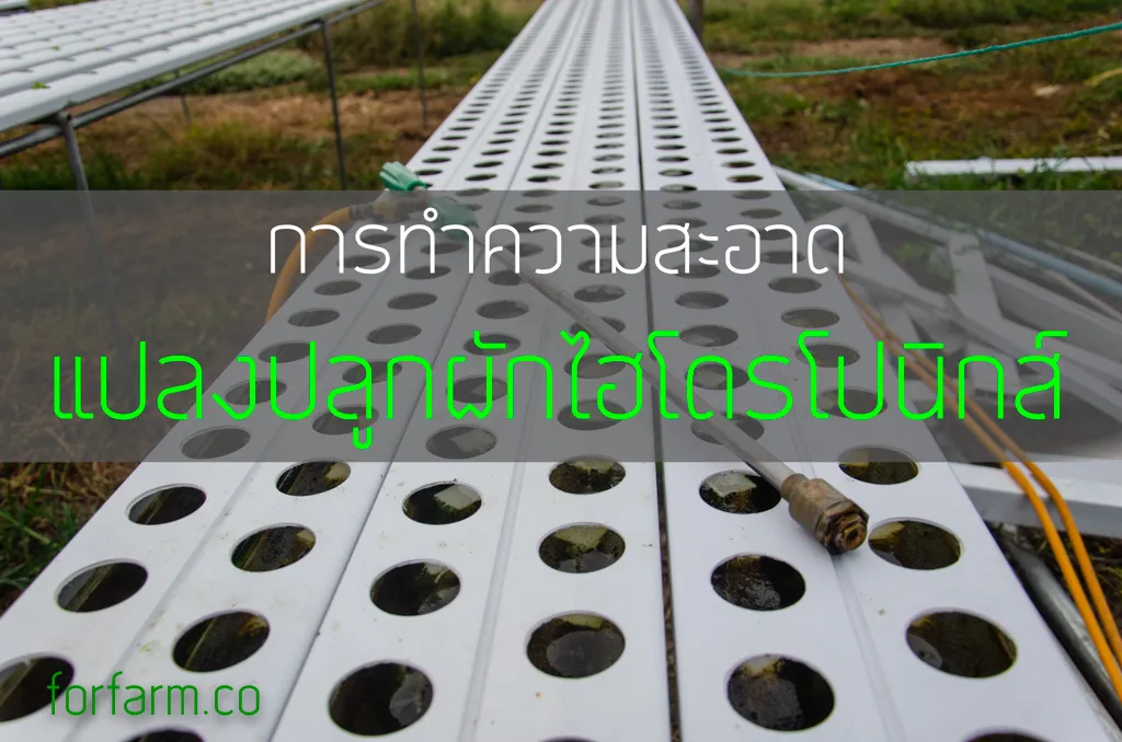 การล้างทำความสะอาดรางปลูกผักไฮโดรโปนิกส์ ด้วยปั๊มฉีดน้ำแรงดันสูง