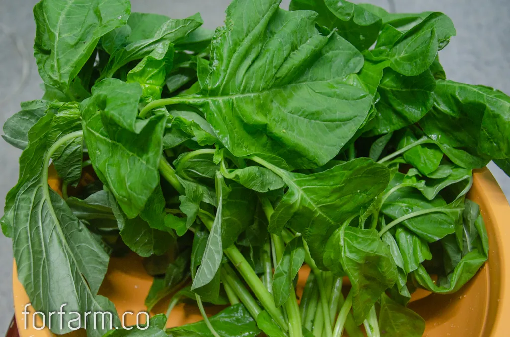 ผักโขมไทย Amaranthus สำหรับเก็บใบและยอดอ่อน