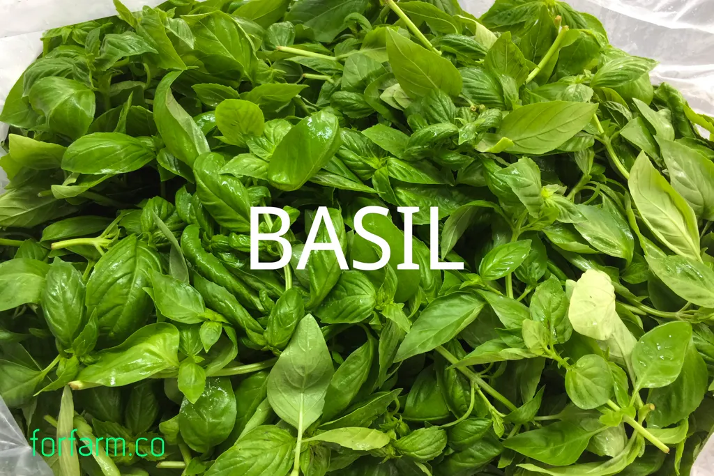 เบซิล (Basil) มีกี่ชนิด ต่างจากโหระพาอย่างไร และเลือกพันธุ์ปลูกแบบไหน