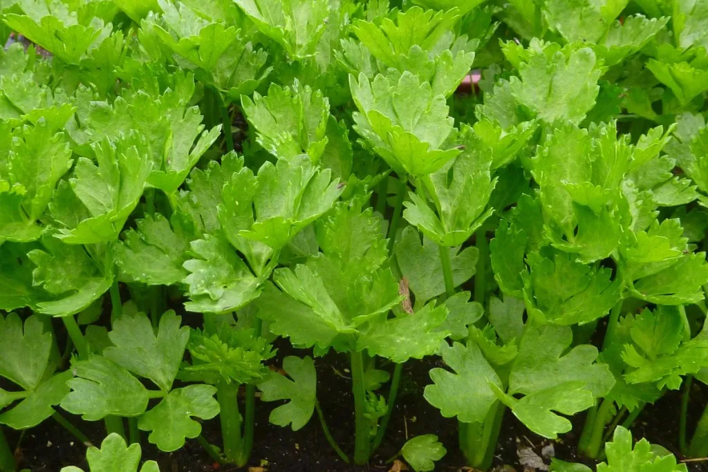 เมล็ดพันธุ์ขึ้นฉ่าย (Chinese Celery Seeds)
