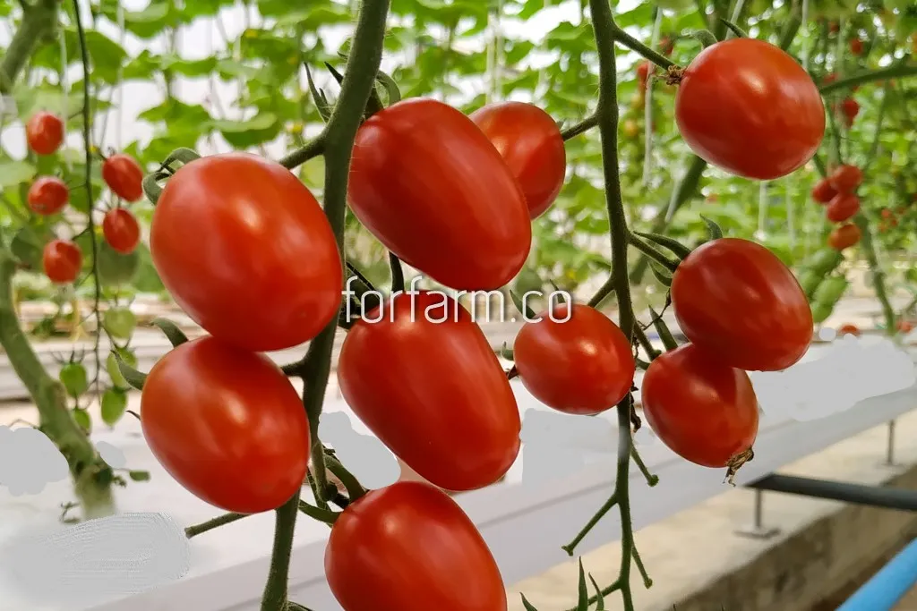 มะเขือเทศเชอรี่ (Cherry Tomato)