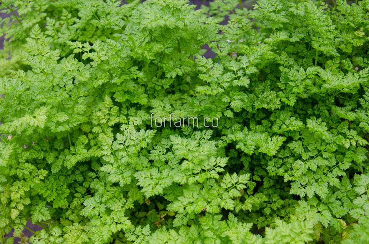 เชอร์วิล (Chervil)