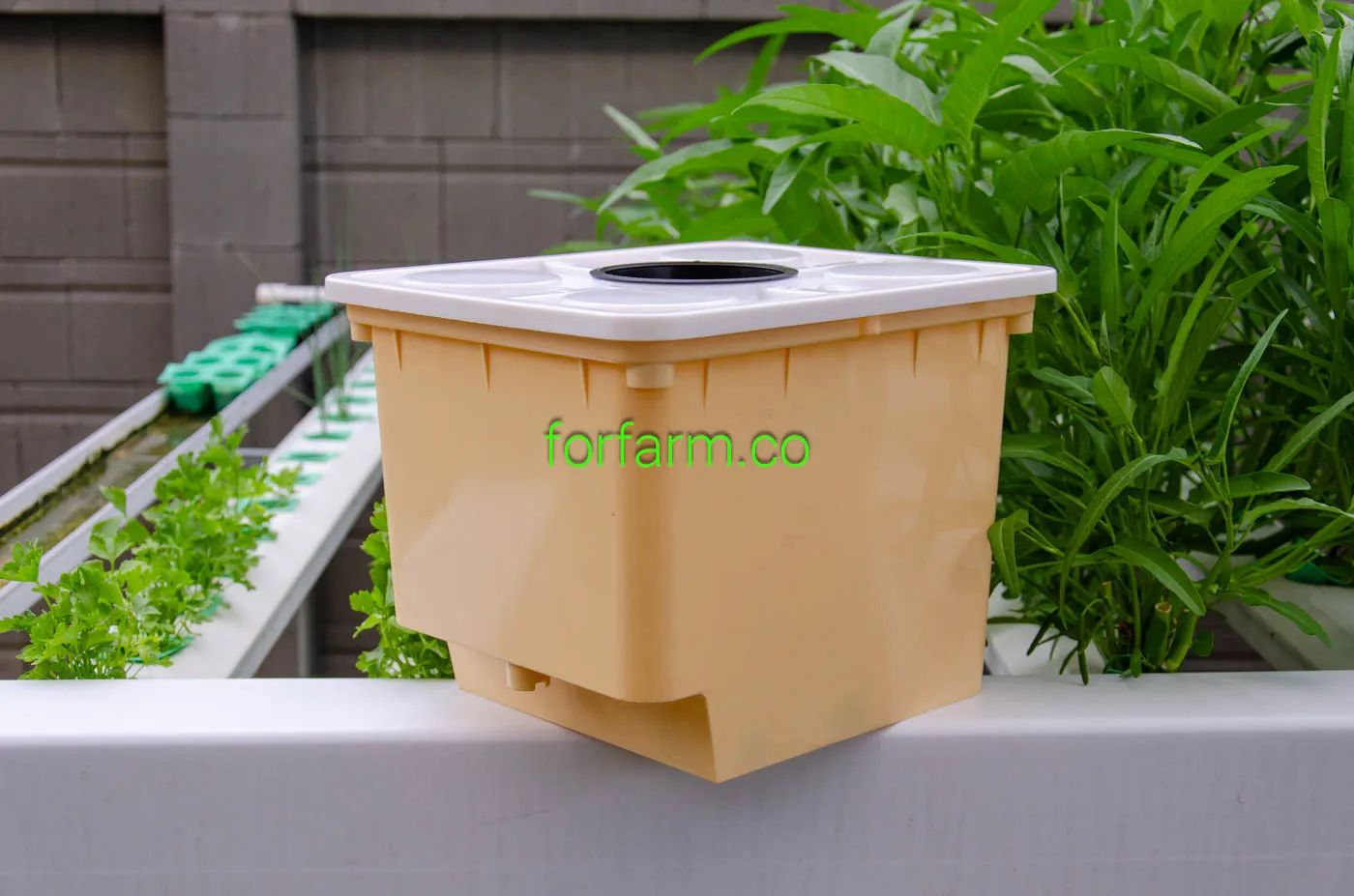 ถัง Dutch Bucket สำหรับระบบไฮโดรโปนิกส์แบบน้ำหยด