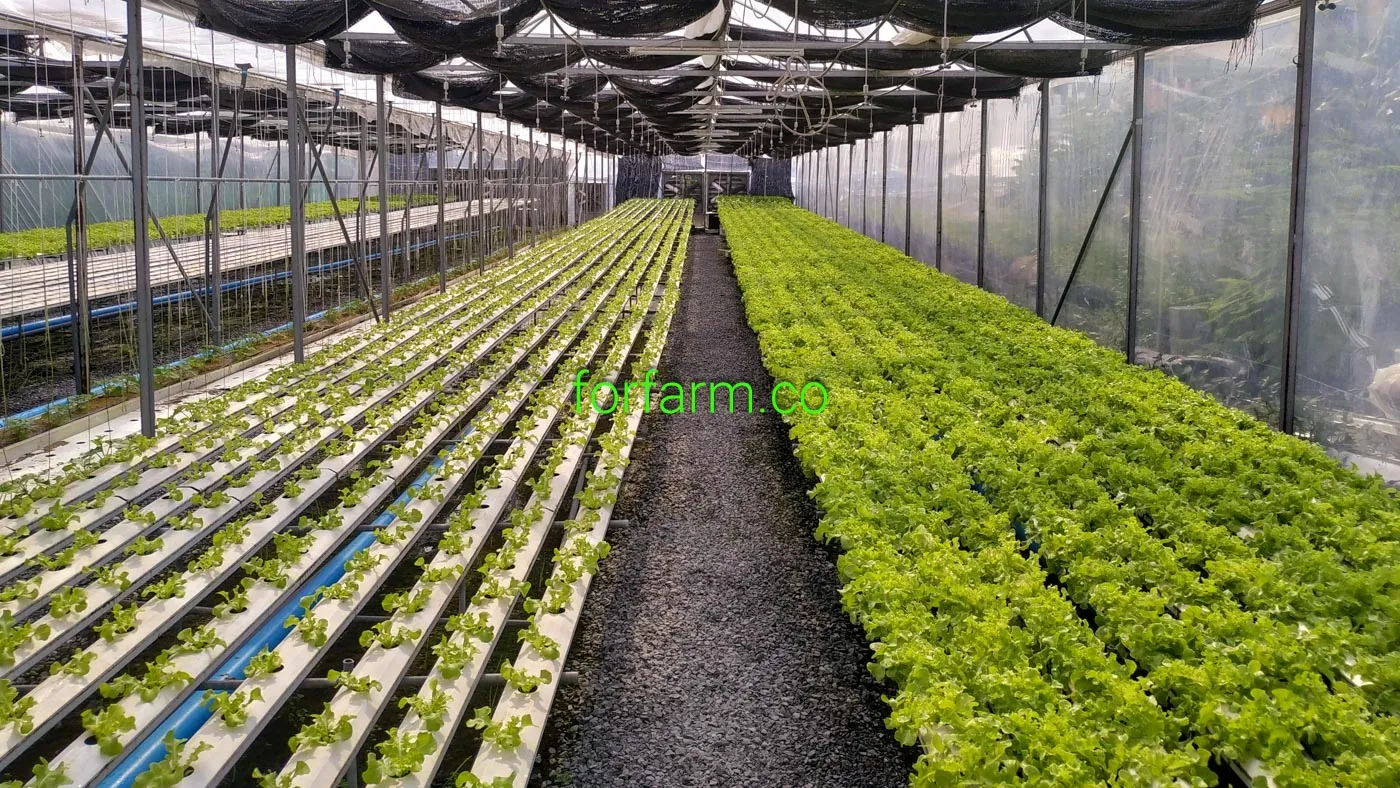 โรงเรือน Evap ระบบ Cooling Pad และพัดลมระบายอากาศ