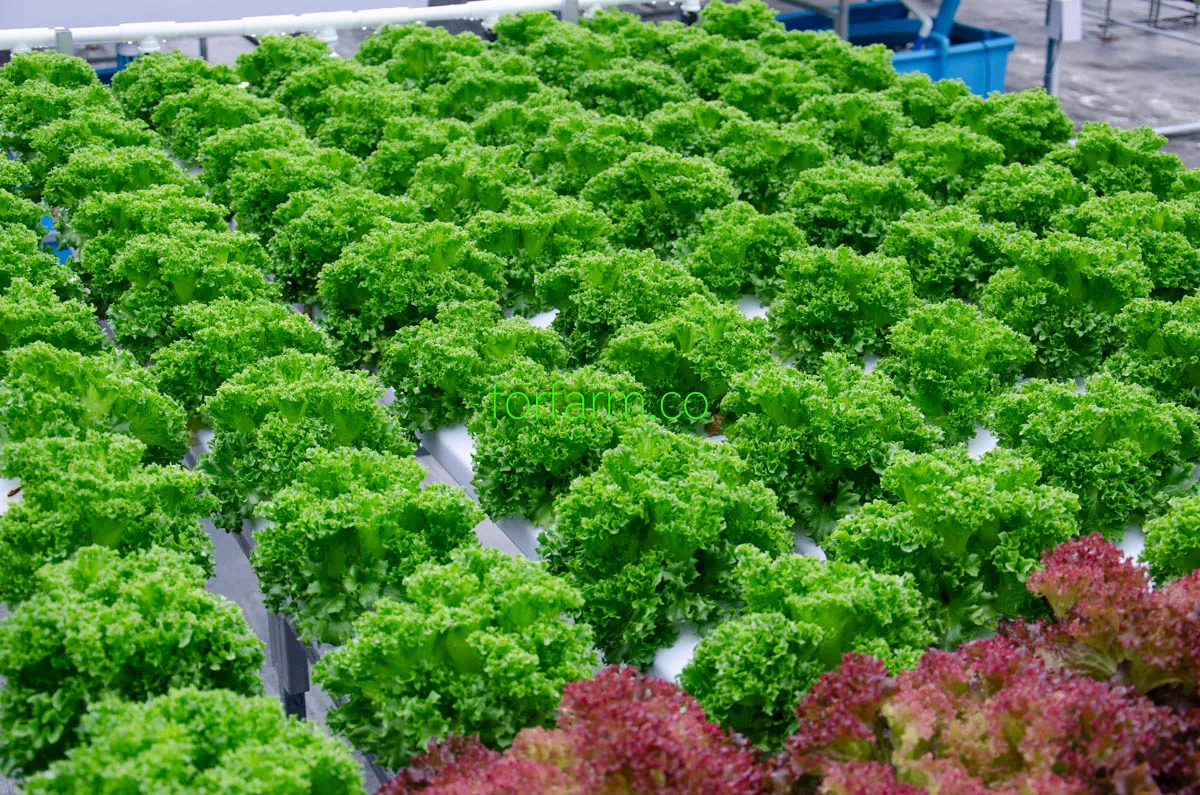 ฟริลลิซ ไอซ์เบิร์ก (Frillice Iceberg Lettuce) ปลูกไฮโดรโปนิกส์