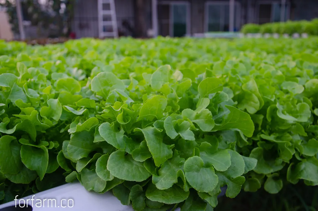 Green Oak Lettuce