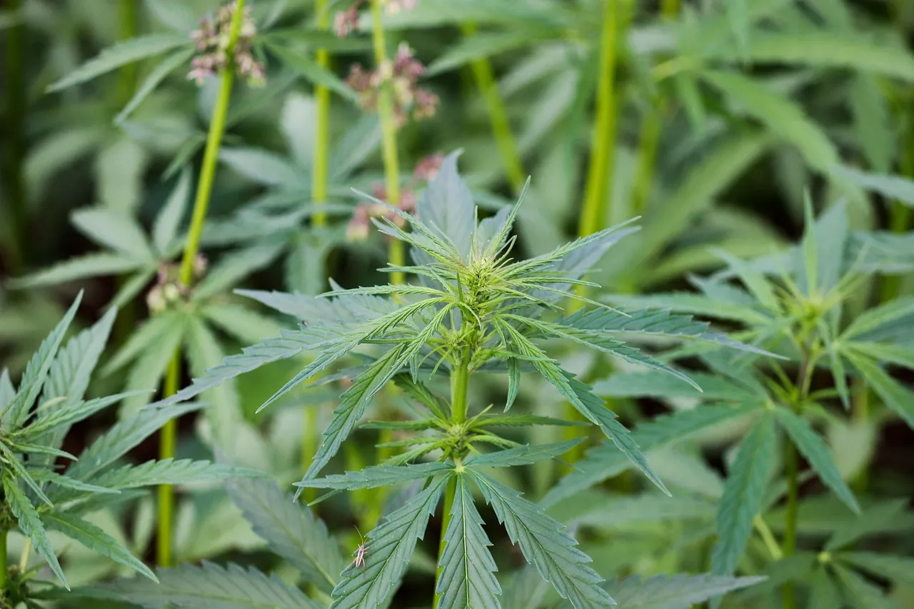 กัญชง (Hemp)