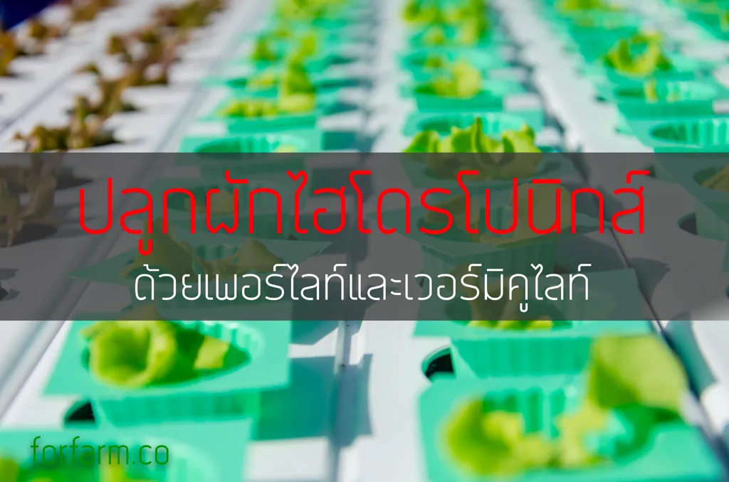 วิธีปลูกผักสลัดไฮโดรโปนิกส์ด้วยถ้วยสีเขียวและเพอร์ไลต์