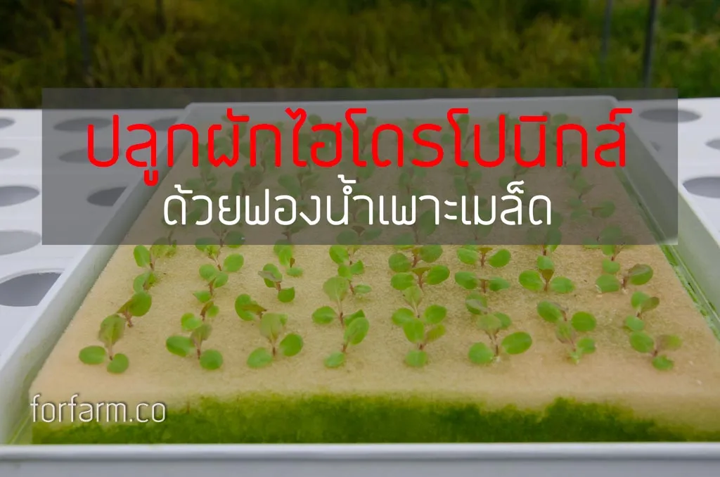 ต้นกล้าผักสลัดที่เพาะด้วยฟองน้ำก่อนย้ายลงระบบไฮโดรโปนิกส์