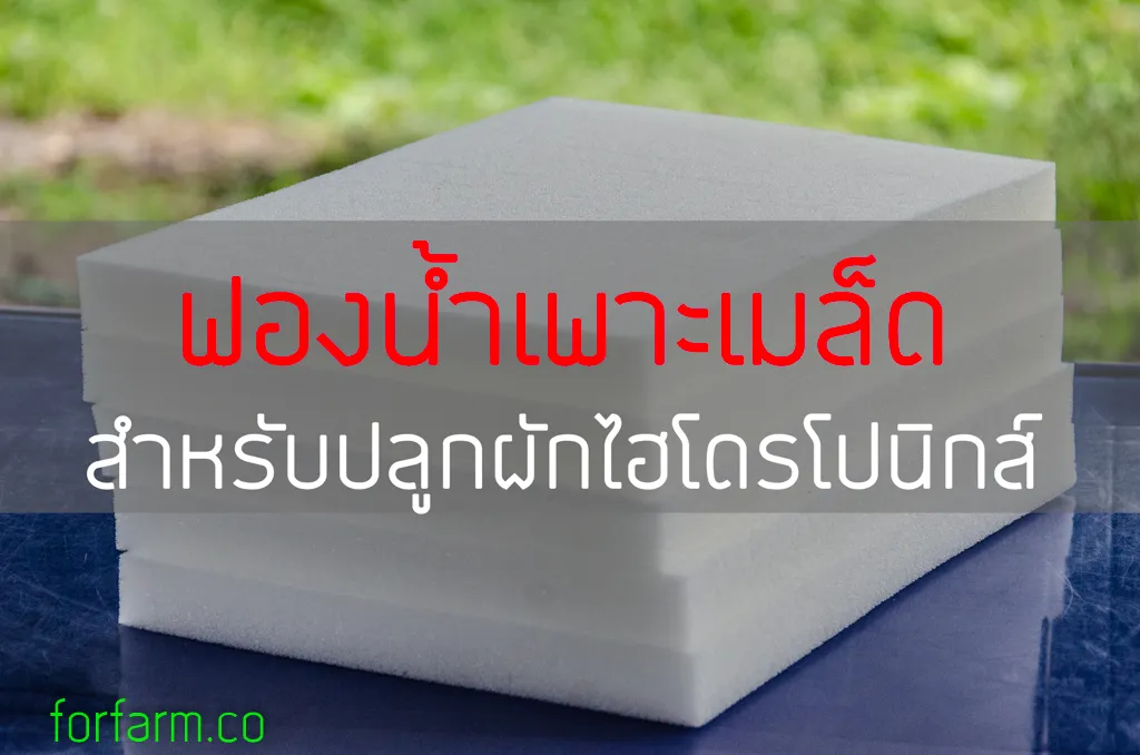 ฟองน้ำเพาะเมล็ดไฮโดรโปนิกส์สำหรับอนุบาลต้นกล้าผัก