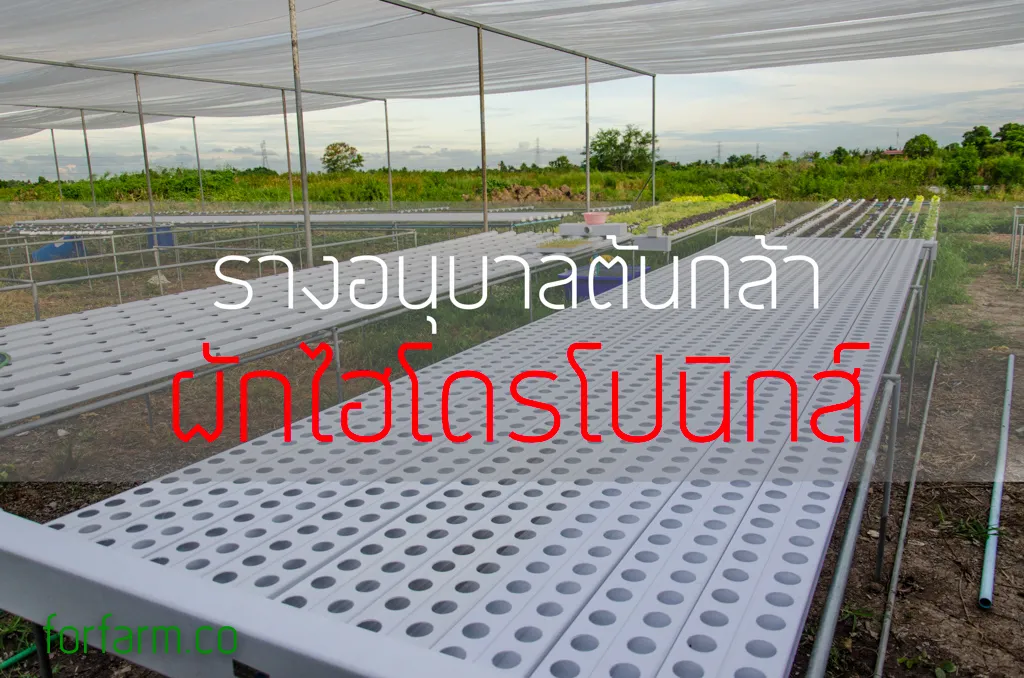 การอนุบาลต้นกล้าผักสลัดไฮโดรโปนิกส์: วางแผนอนุบาล 1 และอนุบาล 2