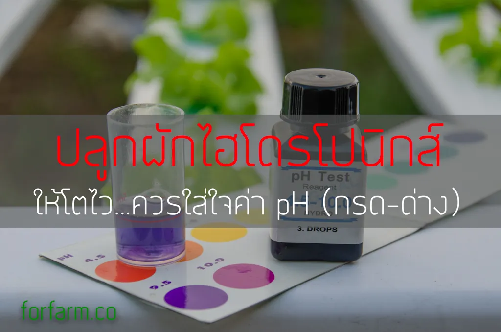 การจัดการค่า pH น้ำสำหรับปลูกผักไฮโดรโปนิกส์