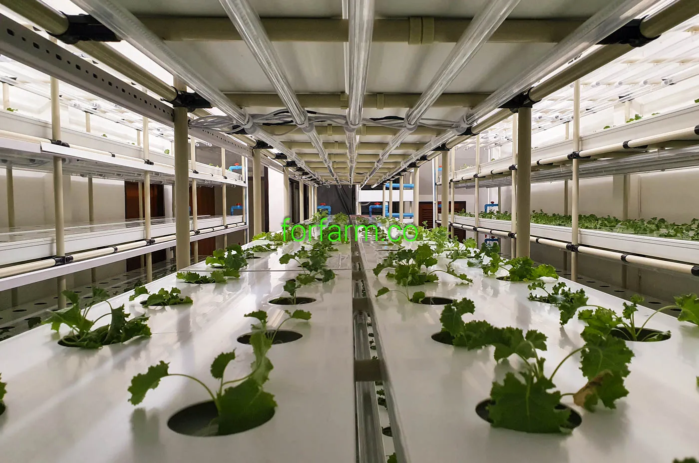 การปลูกเบบี้เคลหลายชั้นภายใต้ไฟ LED ใน Plant Factory