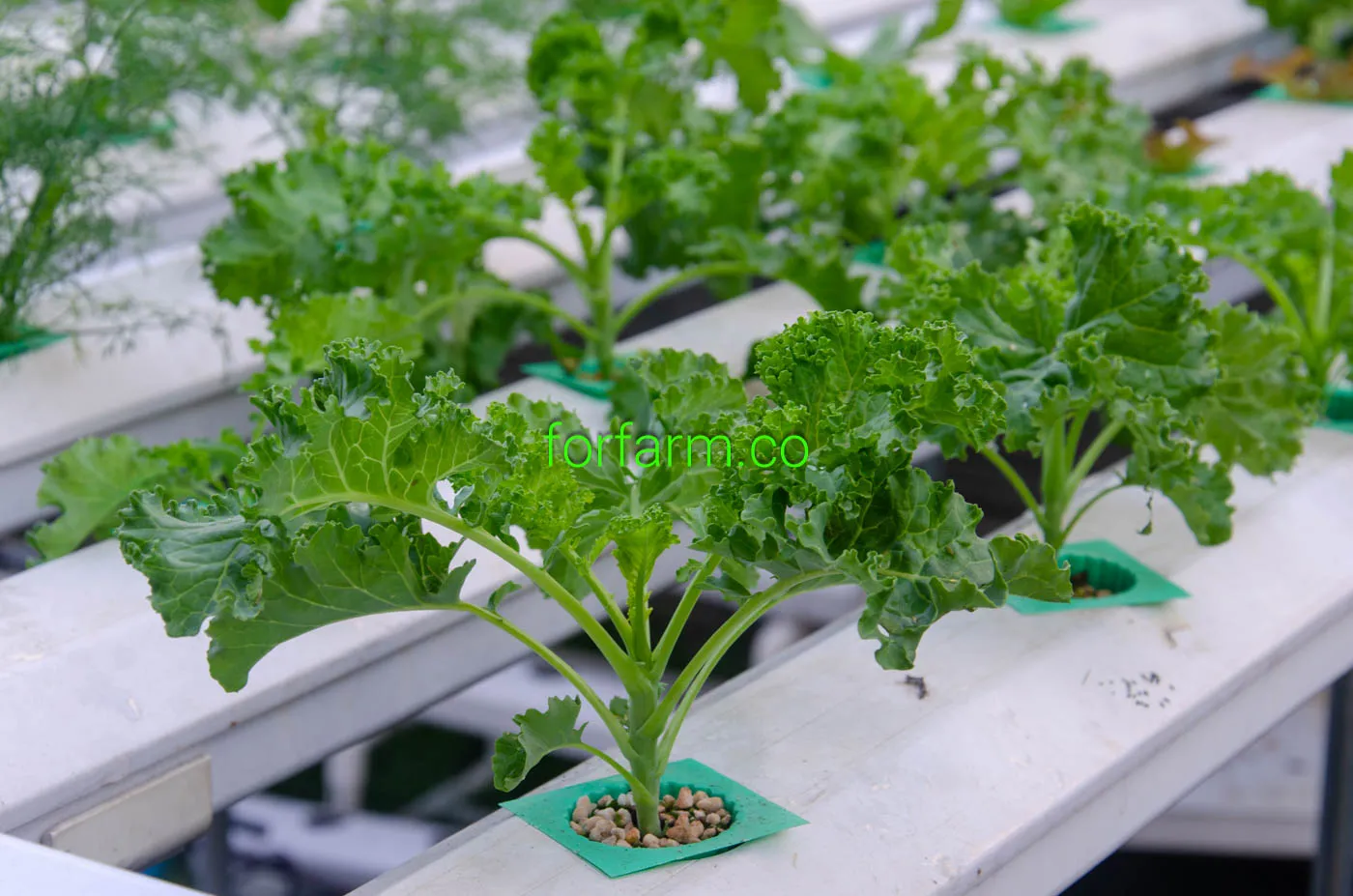 เคล (Kale): คะน้าใบหยิก ราชินีแห่งผักใบเขียว
