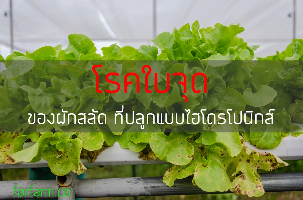 ตัวอย่างอาการใบจุดในผักสลัดที่ควรตรวจหาสาเหตุ