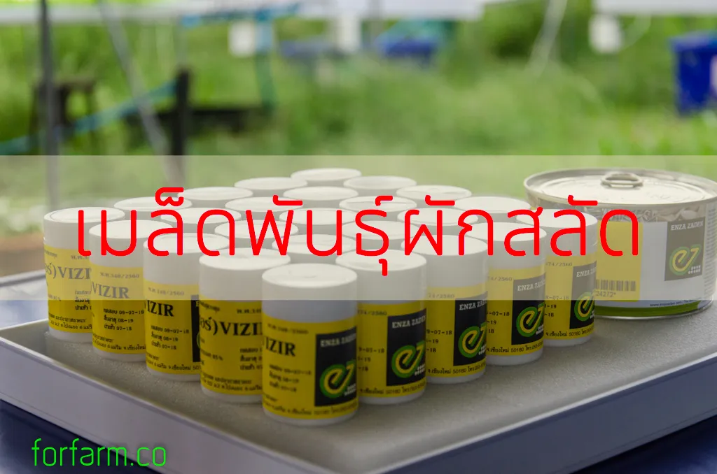 เมล็ดพันธุ์ผักสลัด (Lettuce Seeds)