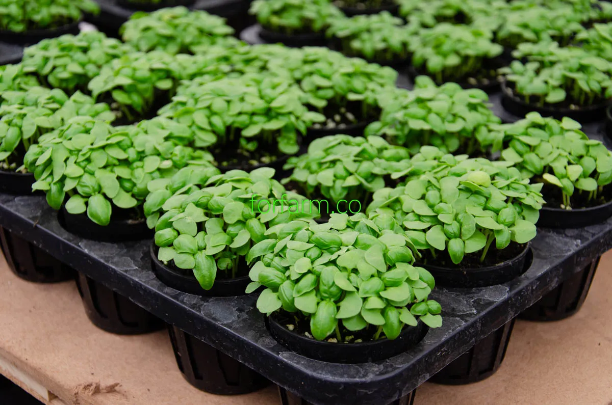 ไมโครกรีน (Microgreens): ผักจิ๋วคุณประโยชน์ยิ่งใหญ่