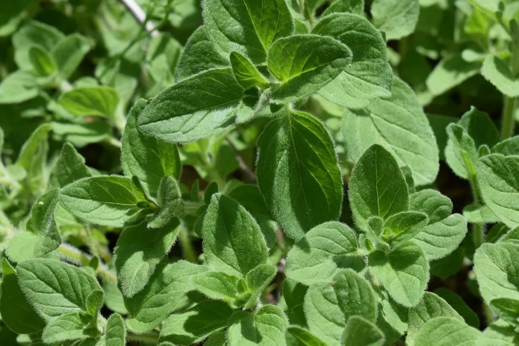 ออริกาโน (Oregano)