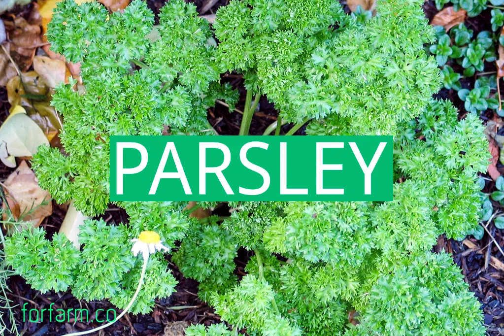 วิธีปลูกพาร์สลีย์ (Parsley) ในระบบไฮโดรโปนิกส์ ตั้งแต่เพาะเมล็ดถึงเก็บเกี่ยว