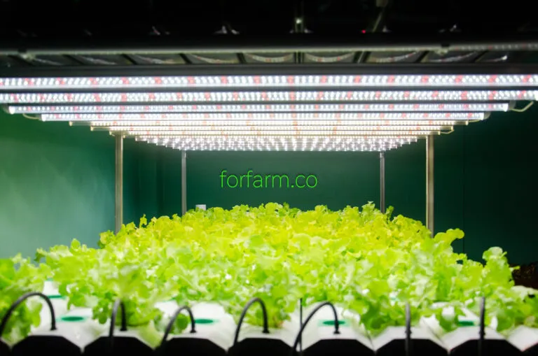 ภาพประกอบการปลูกพืชในระบบ Plant Factory