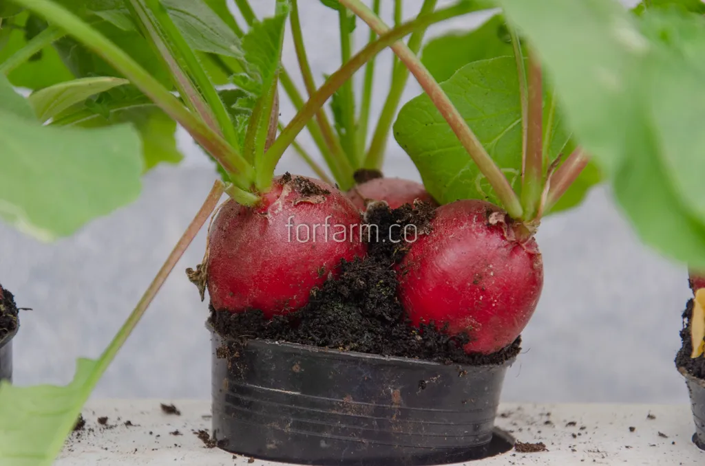 แรดิช (Radish)