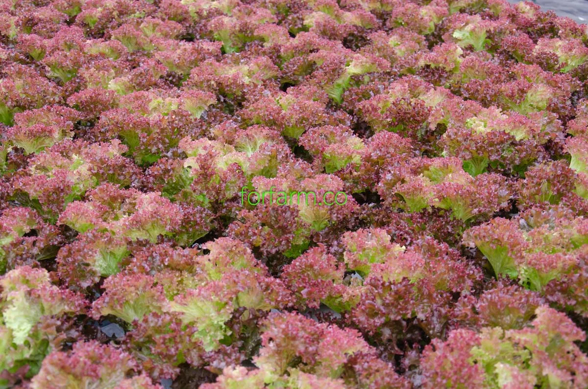 เรดคอรัล (Red Coral Lettuce)