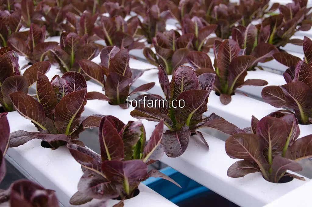 เรด คอส (Red Cos Lettuce)