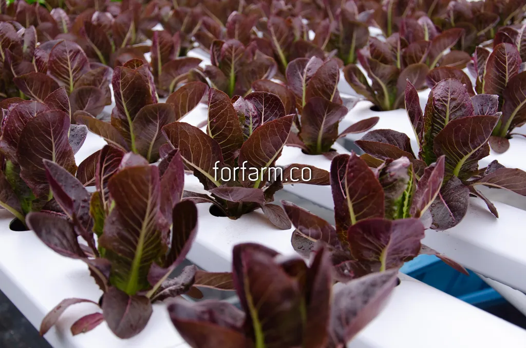 เรด คอส (Red Cos Lettuce)