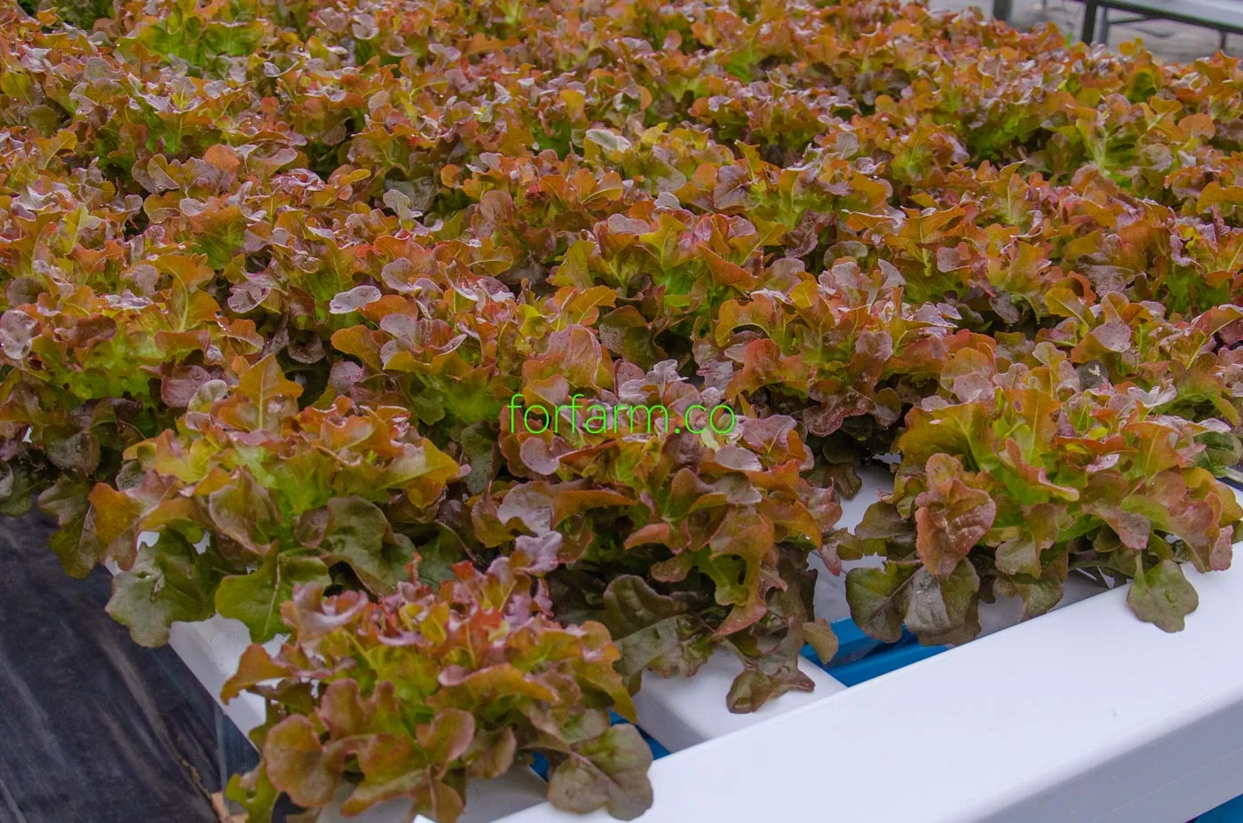 เรดโอ๊ค (Red Oak Lettuce)