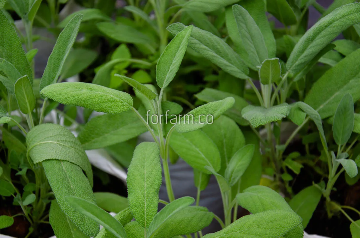 เสจ (Sage) สมุนไพรฝรั่งที่มากด้วยสรรพคุณและประโยชน์
