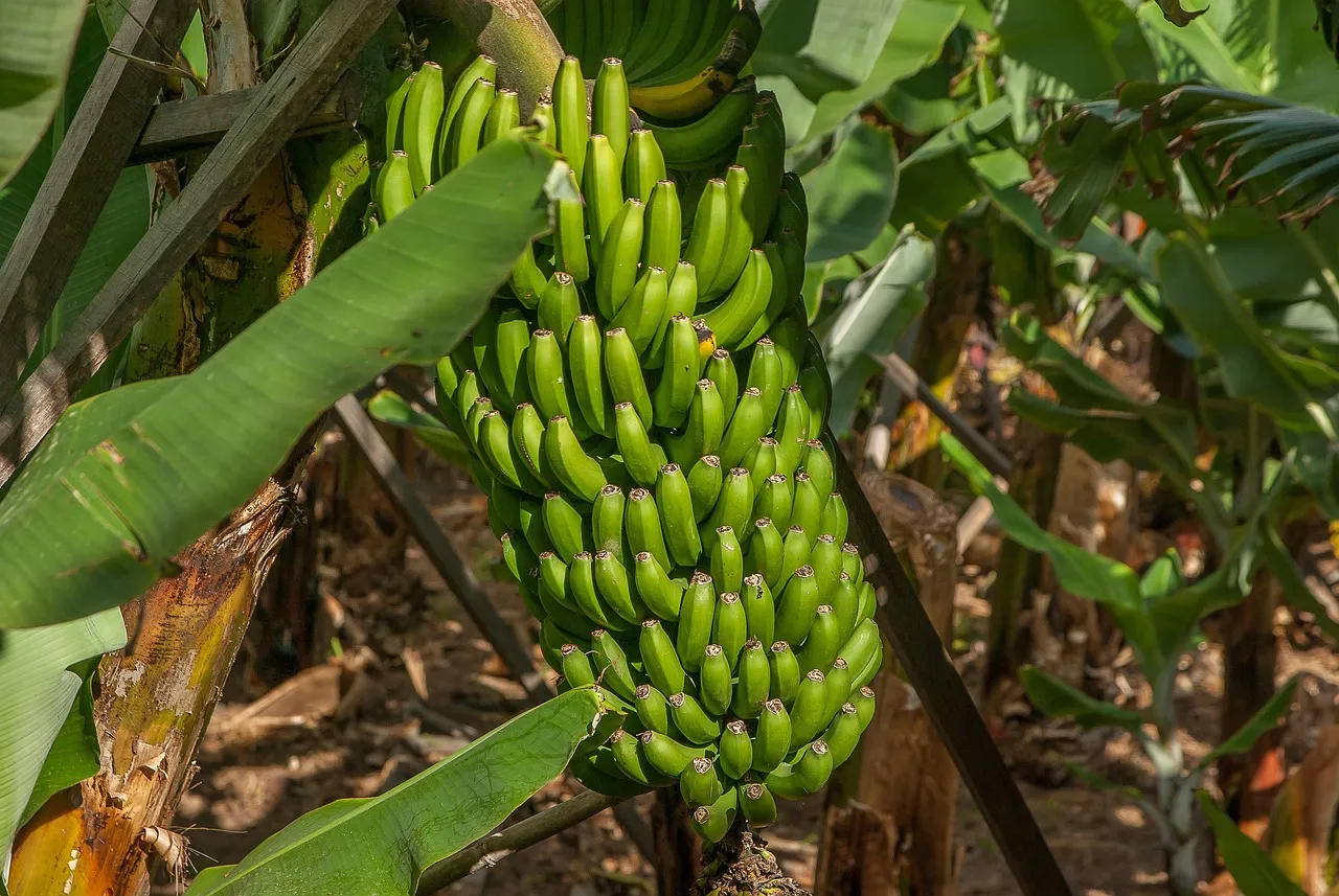 การนำระบบสมาร์ทฟาร์มมาบริหารสวนกล้วย (Smart Farming Banana)