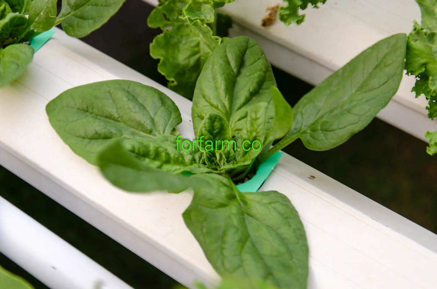 ปวยเล้ง Spinach ที่ปลูกในระบบไฮโดรโปนิกส์