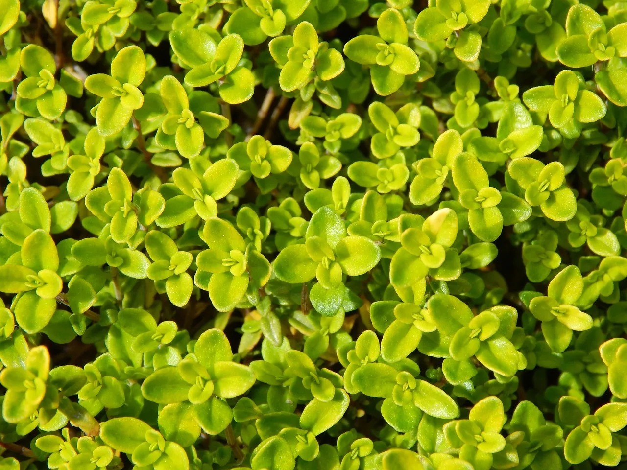 ไธม์ (Thyme)