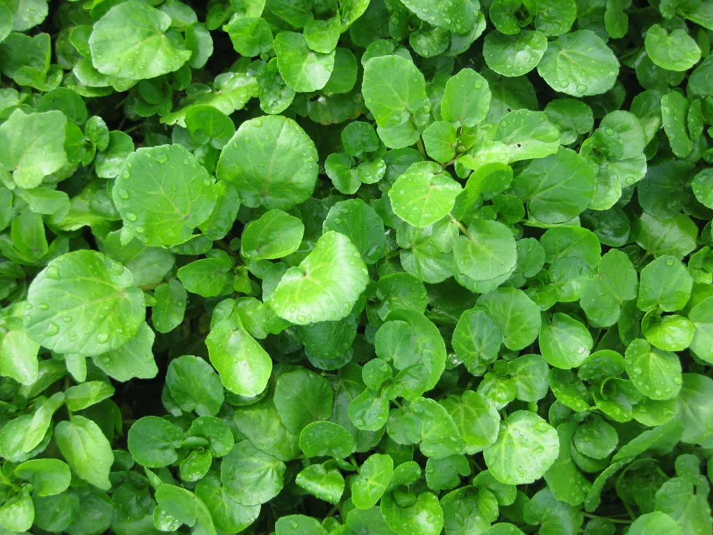 วอเตอร์เครส (Watercress)