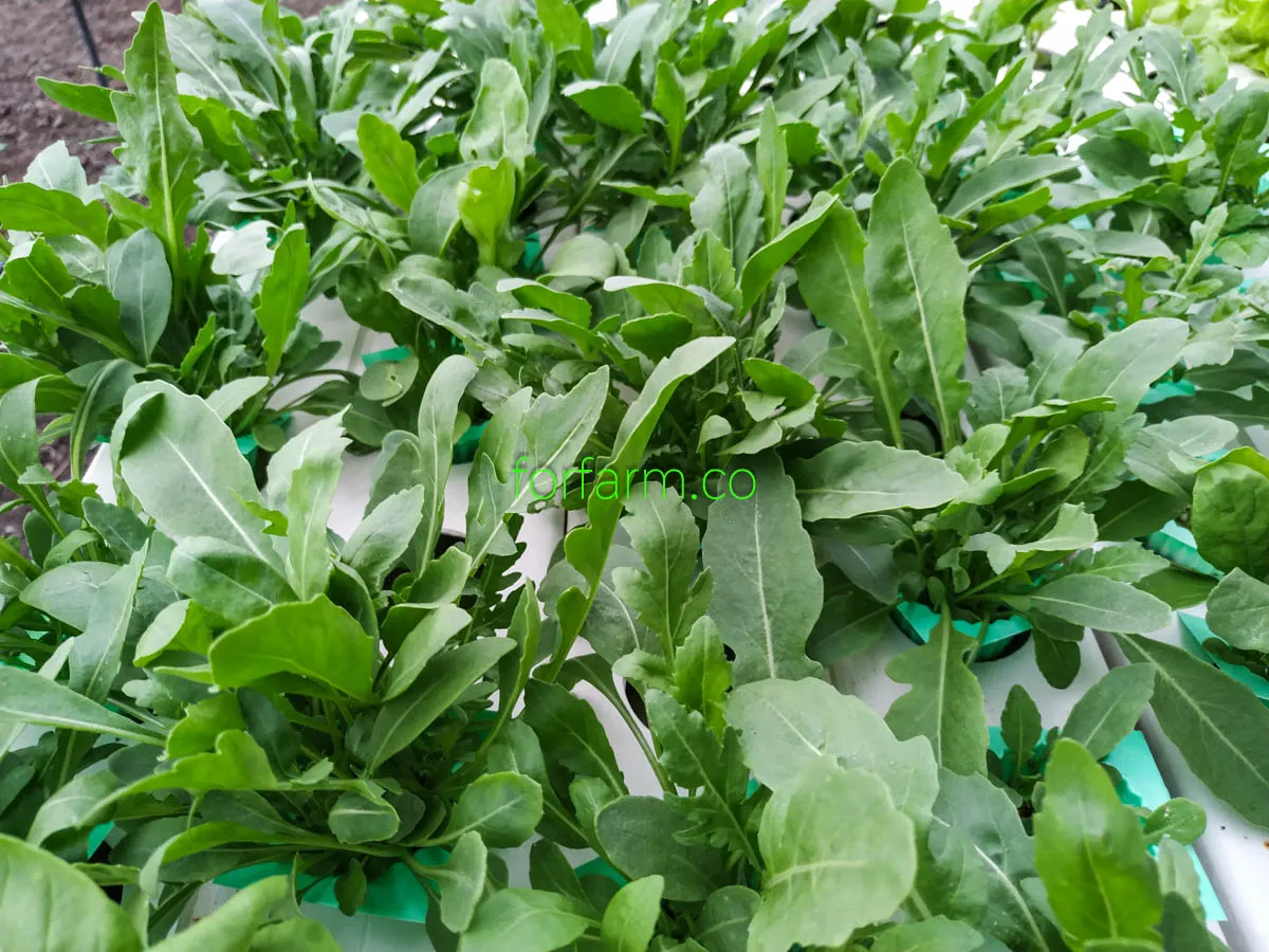 ไวลด์ ร็อกเก็ต (Wild Rocket)