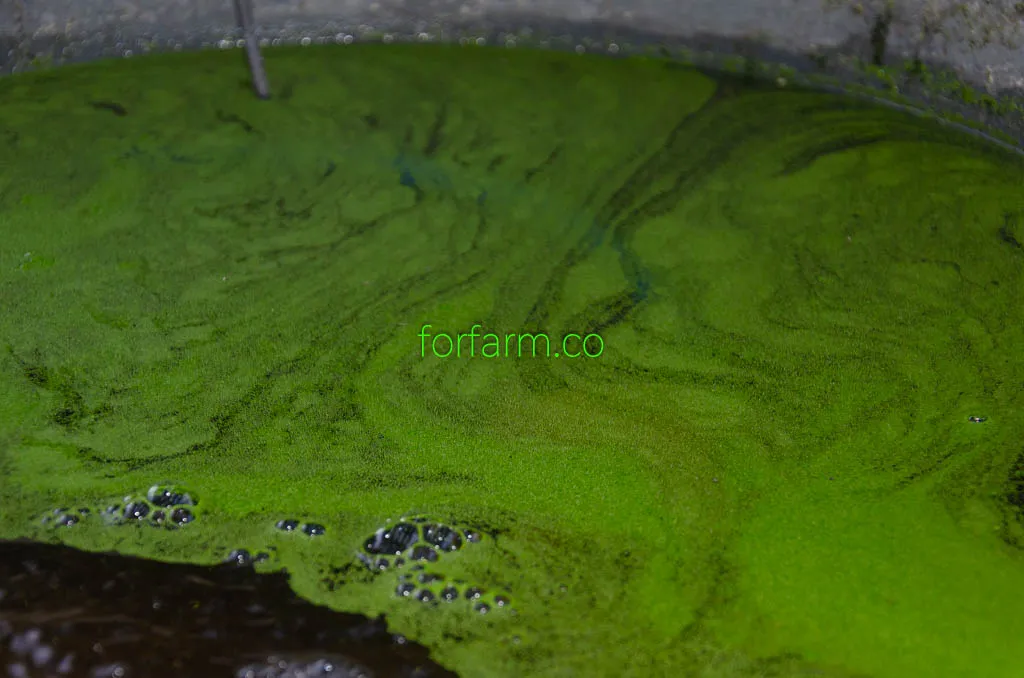 ไข่ผำ (Wolffia)
