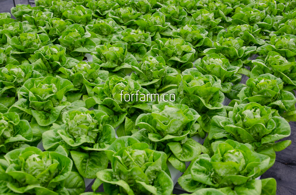 บัตเตอร์เฮด (Butterhead Lettuce) forfarm.co