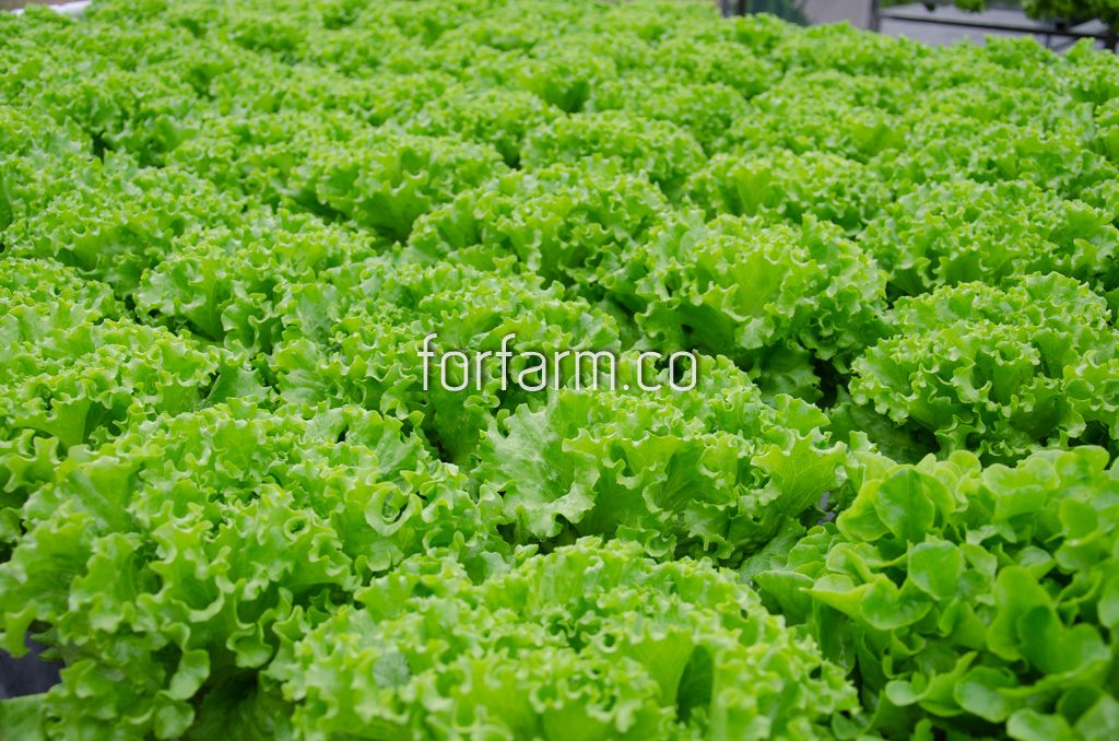 กรีนปัตตาเวีย (Green Batavia Lettuce)