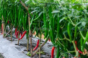เมล็ดพันธุ์พริก (Chilli Seeds) สายพันธุ์พริกที่นิยมปลูกในไทย