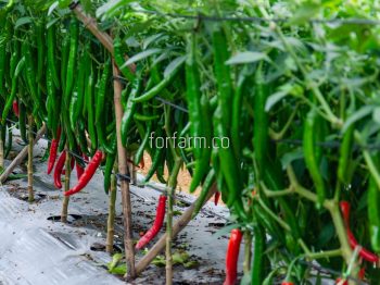 เมล็ดพันธุ์พริก (Chilli Seeds) สายพันธุ์พริกที่นิยมปลูกในไทย